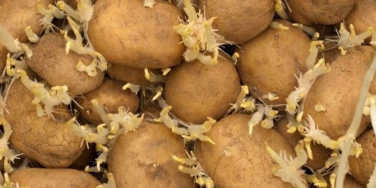 Filizlenmiş Patatesler Altından Bile Değerli: Bakın Ne İşe Yarıyorlarmış...