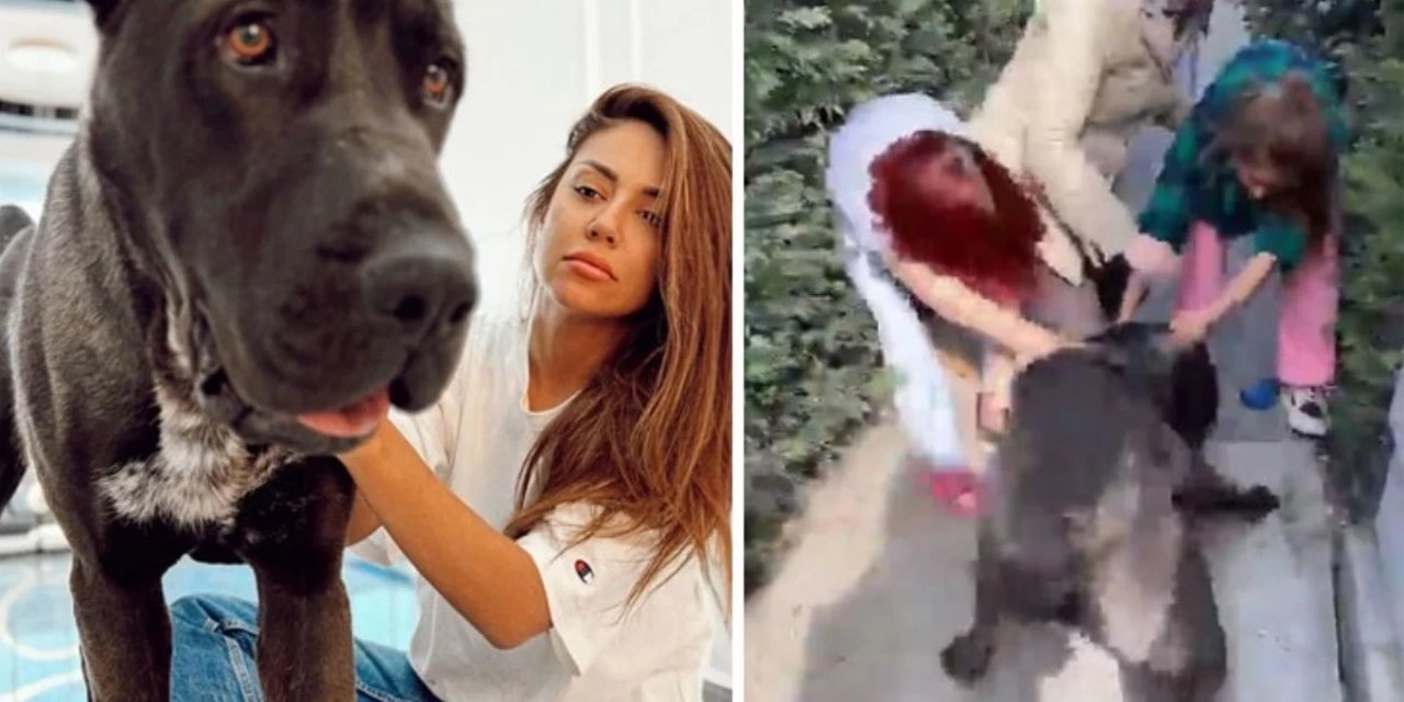 Fenomen Banu Parlak'ın Köpeği Komşusunun Köpeğini Öldürdü