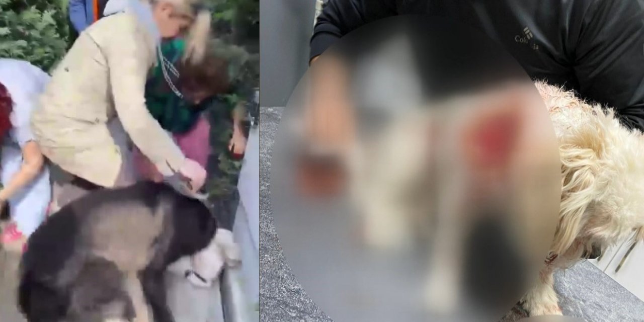 Sosyal Medya Fenomeni Banu Parlak'ın Köpeği Dehşet Saçtı