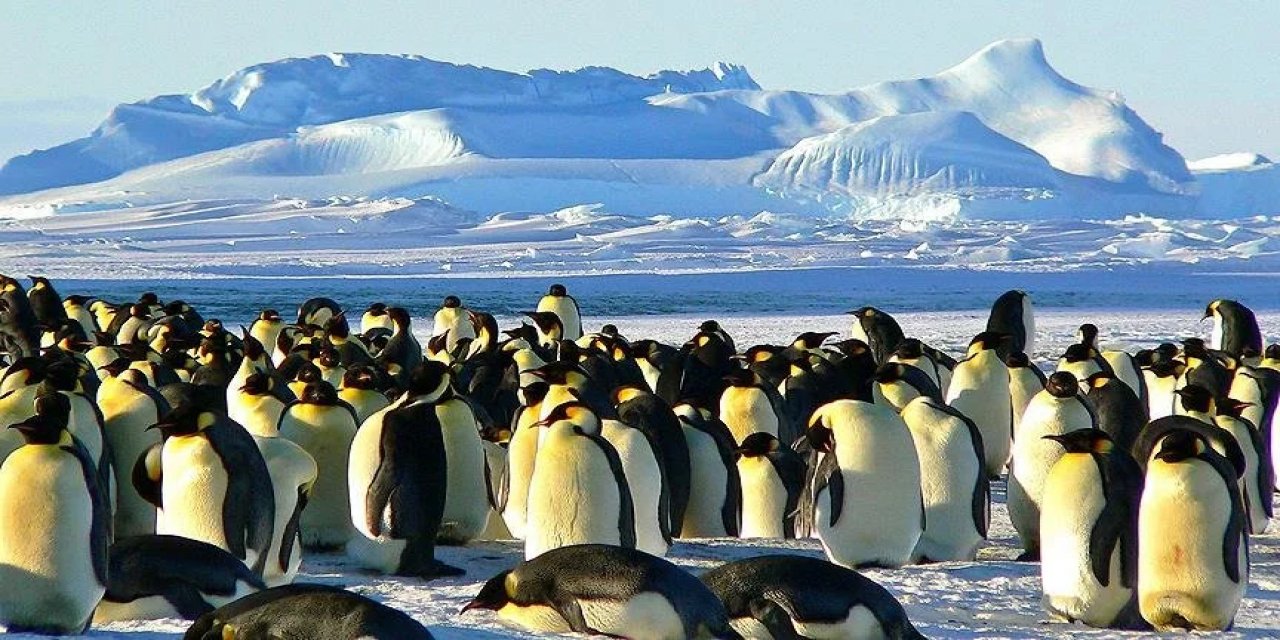 Doktorlar Neden Antarktika'ya Gitmeden Önce Apandisit Ameliyatı Oluyor?