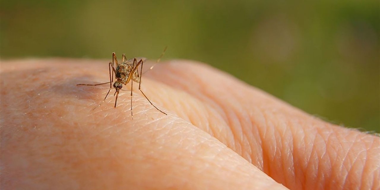 Meğer Onlardan Kurtulmak Çok Kolaymış: Sivrisineklerden Jet Hızında Kurtulmanın Tüyosu Belli Oldu