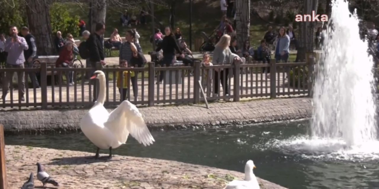 Ankaralılar, Güneşli Havanın Keyfini Kuğulu Park'ta Çıkardı