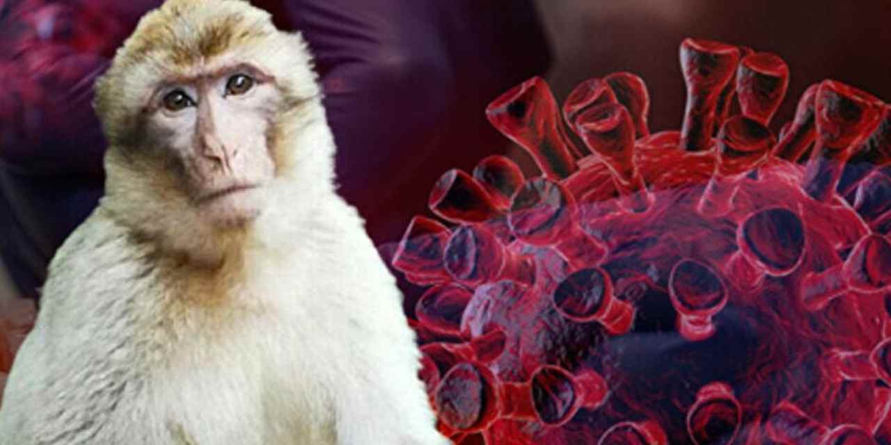 Hong Kong'da Vahşi Maymun Saldırısının Ardından İlk Kez Bir Kişide 'Monkey B' Virüsü Tespit Edildi: Hasta Yoğun Bakımda
