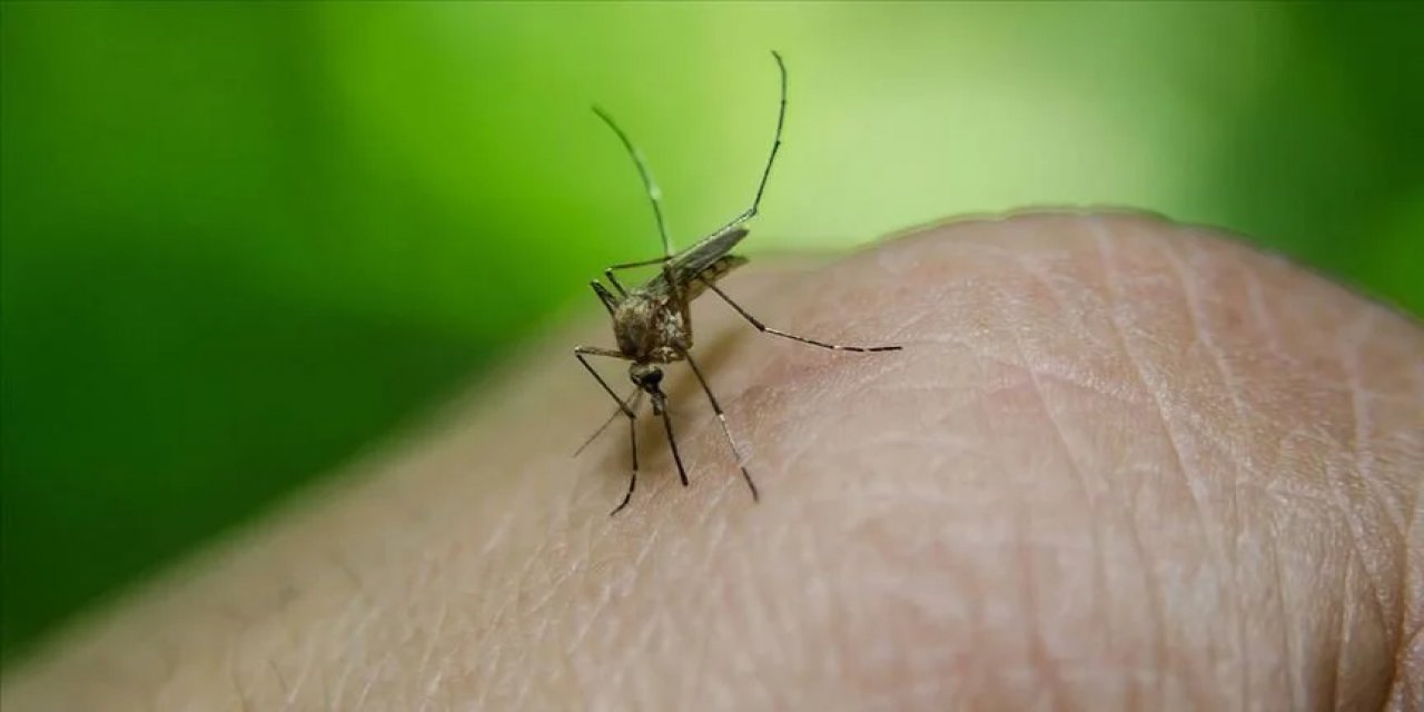 Yaz Geliyor, Sivrisineklerden Jet Hızıyla Kurtulmak Meğer Bu Kadar Kolaymış!
