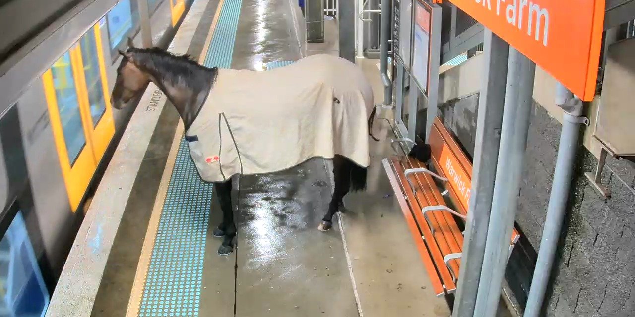 Yağmurdan Kaçıp Tren İstasyonuna Sığınan Bir Atla Karşılaşırsanız Hiç Şaşırmayın, Çünkü Bu Görüntüler Gerçek