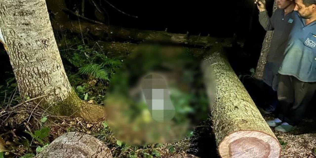 Karabük'te Kestiği Ağacın Altında Kalan Kişi Öldü