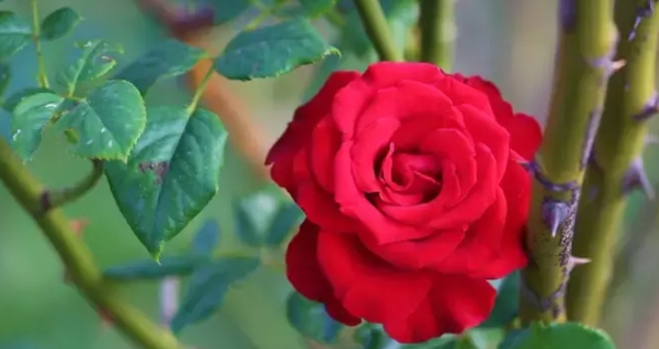 Hıdırellez 2024: Ne Zaman ve Nasıl Kutlanır, Dilek Nasıl Tutulur?