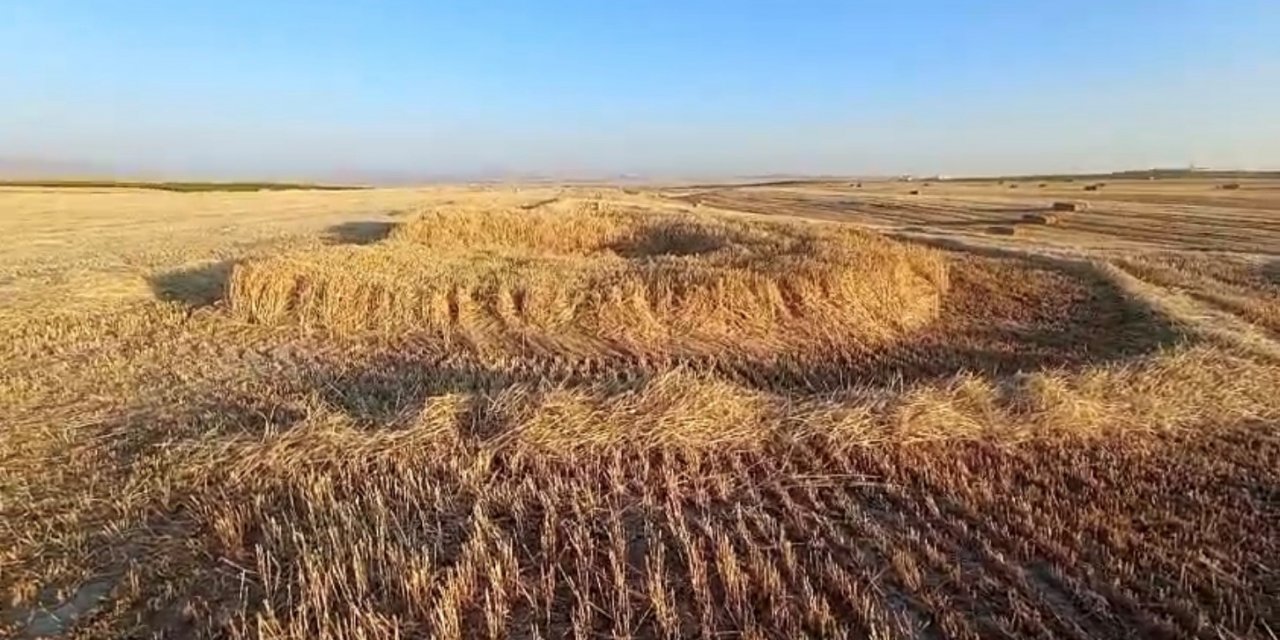 Çiftçi Tarlasında Gördü: Biçerdöveri Bile Sokmadı! Buğdaylar Dahi Hasat Edilemedi
