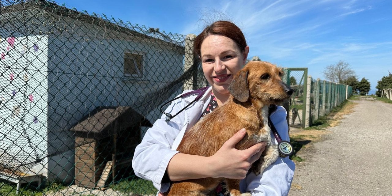 Bosna Hersekli Veteriner Sinop'ta Sokak Hayvanlarına Gönüllü Olarak Bakıyor