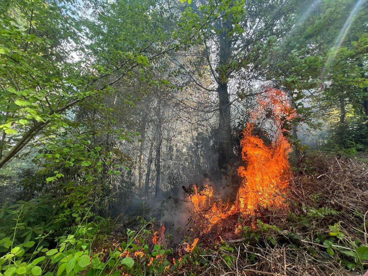 Sakarya'da Bahçe Temizliği İçin Yakılan Ateş Ormana Sıçradı