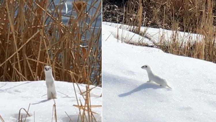Beyaz gelinciğin sırrı ortaya çıktı