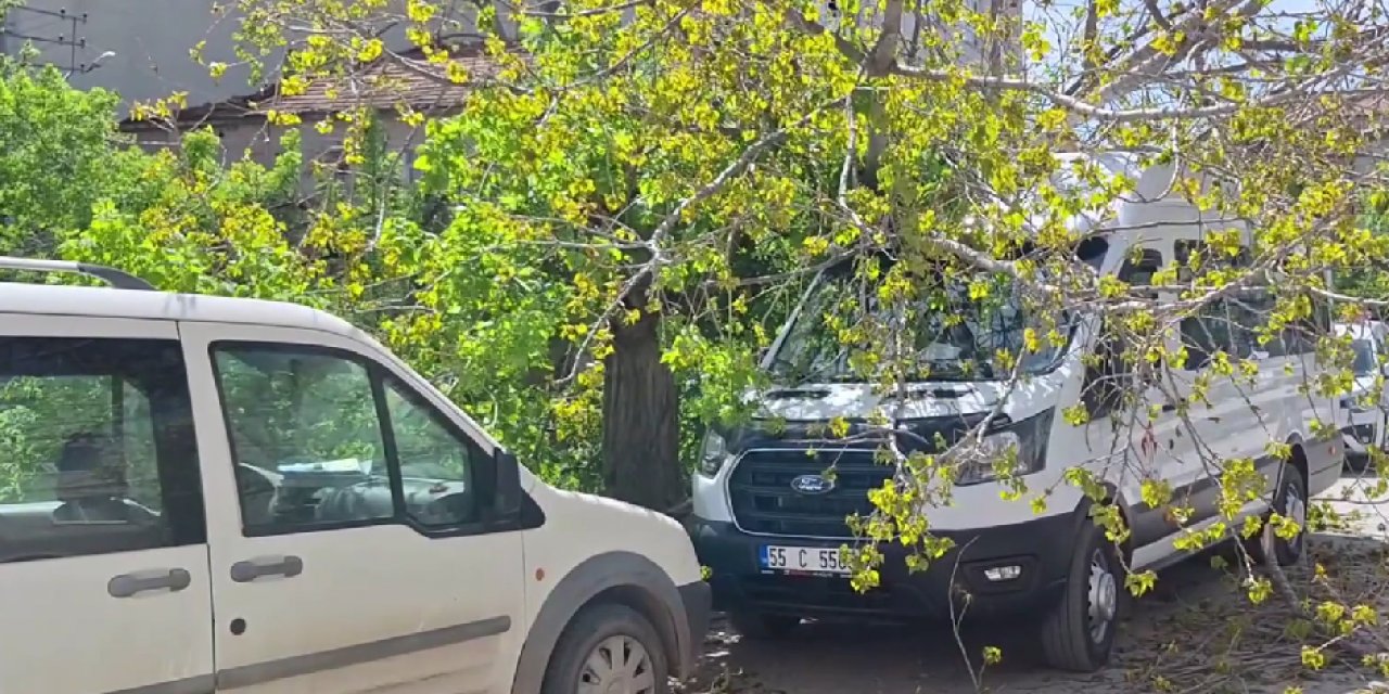 Samsun'da Kesilen Ağaç Elektrik Tellerini Kopardı, Aracın Üzerine Düştü
