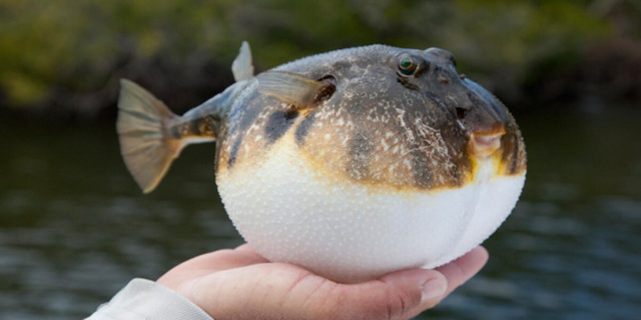 Balon Balıklarının Verdiği Zararın Boyutu Ortaya Çıktı