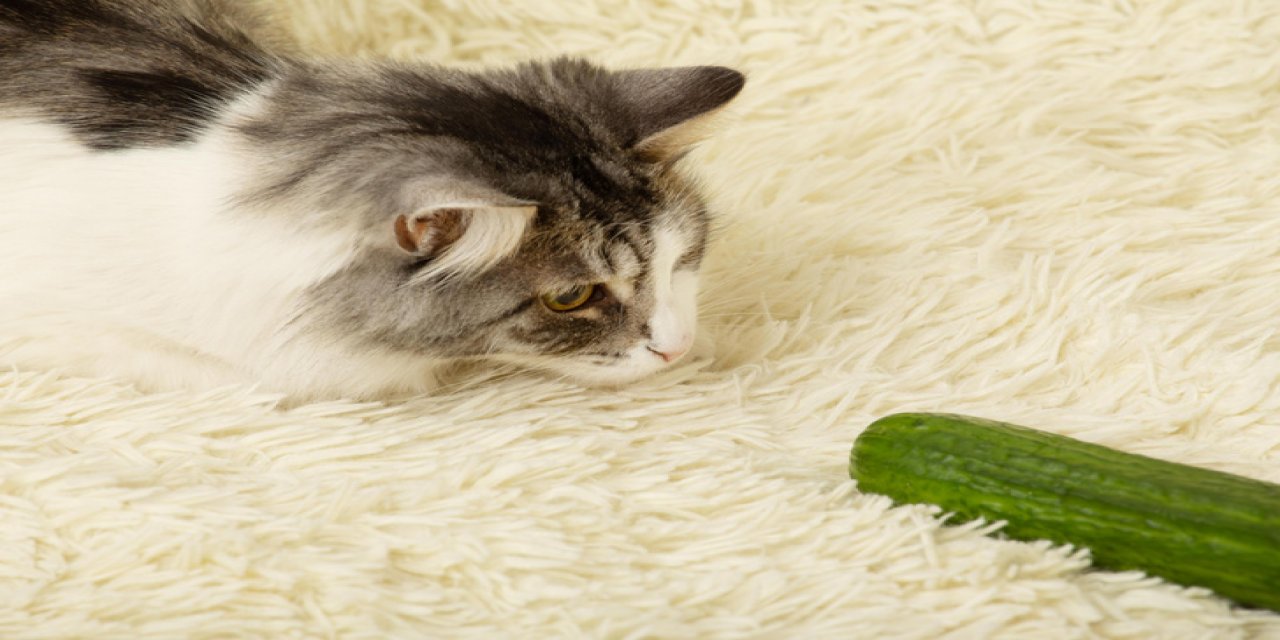 Kediler  neden salatalıktan korkuyor?