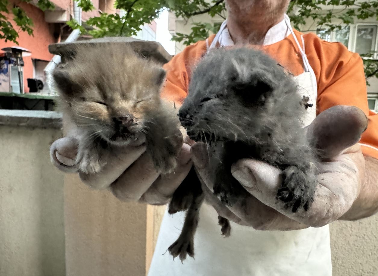 Yangında Merdiven Boşluğunda Mahsur Kalan Kedi Yavrularını İtfaiye Kurtardı
