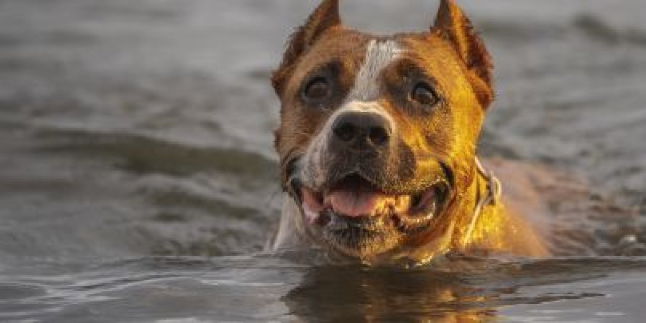 Pilot ve Köpeği, Okyanusa Düşen Uçağın Ardından Kıyıya Yüzerek Mucizevi Bir Şekilde Hayatta Kaldı