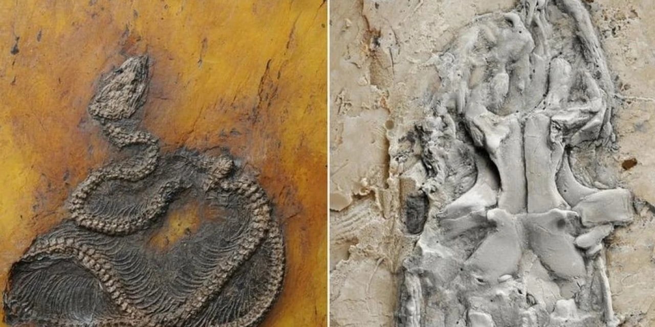 Dünyayı Sarsan Keşif: Hindistan'dan 47 Milyon Yıllık Dev Yılan Fosil Çıktı!