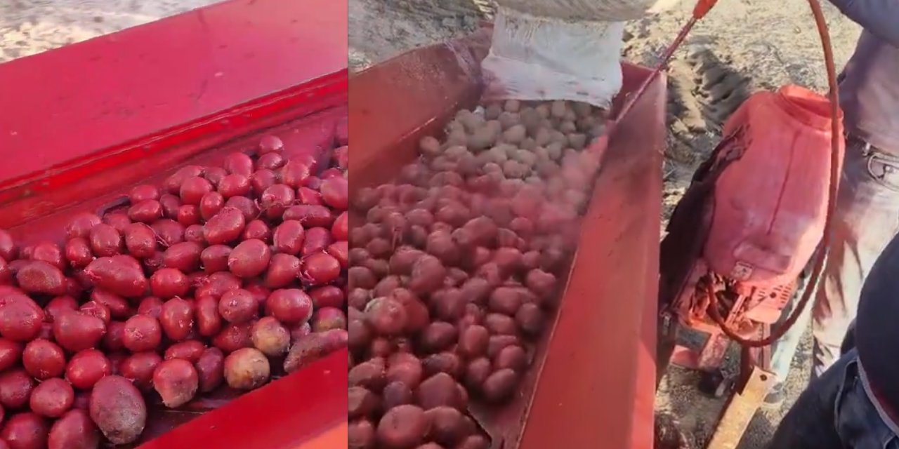 Niğde'de Patatesler Kırmızıya Döndü: Sebebi Merak Ediliyor