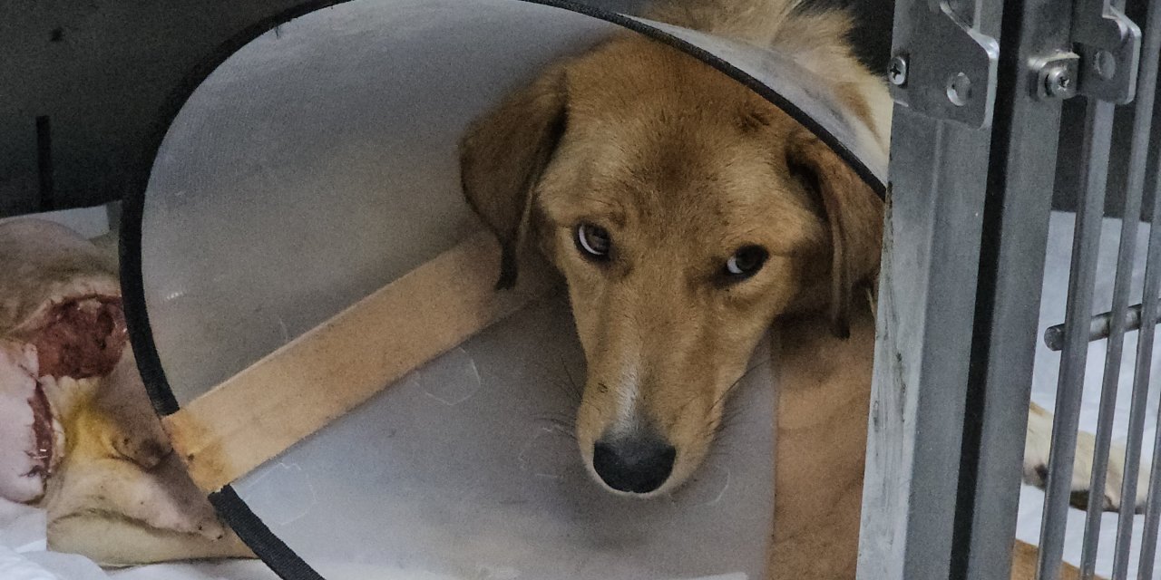 Zonguldak'ta Hamile Köpeğe Vahşet