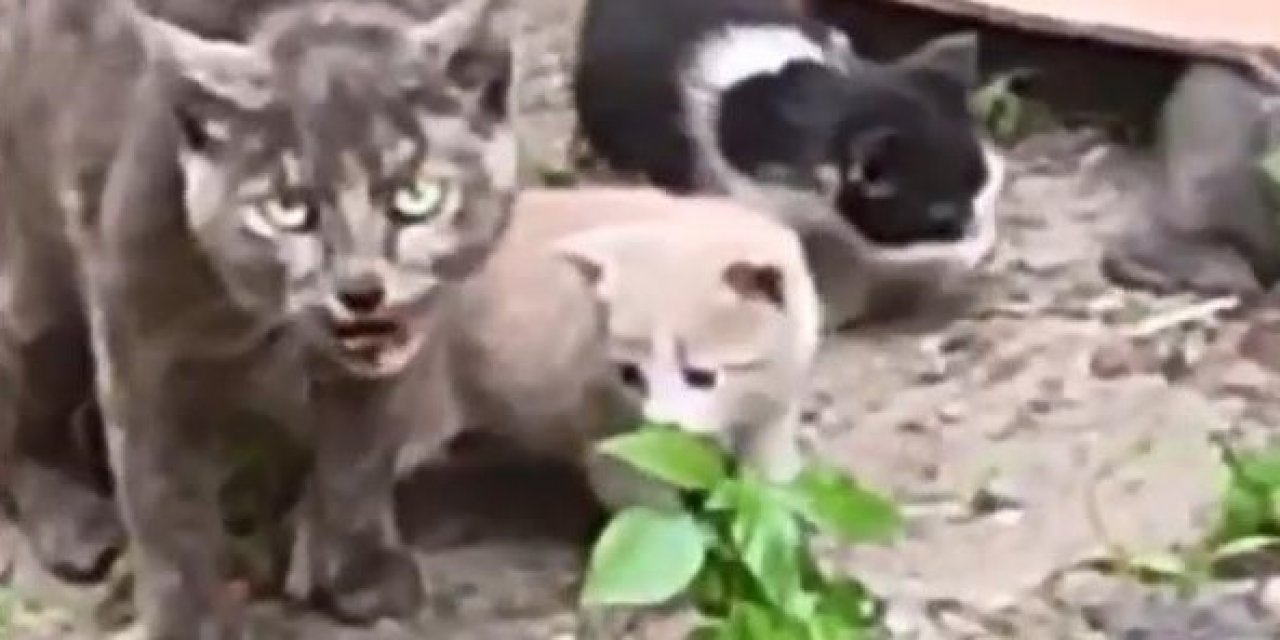 Sultangazi'de Dehşet: Yavru Kedileri Öldürmüşler!