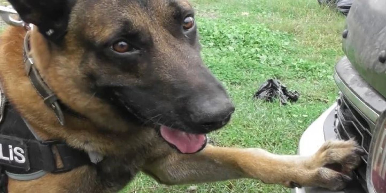 Narkotik Köpeği 'Poyraz'a Göz Yaşartan Veda
