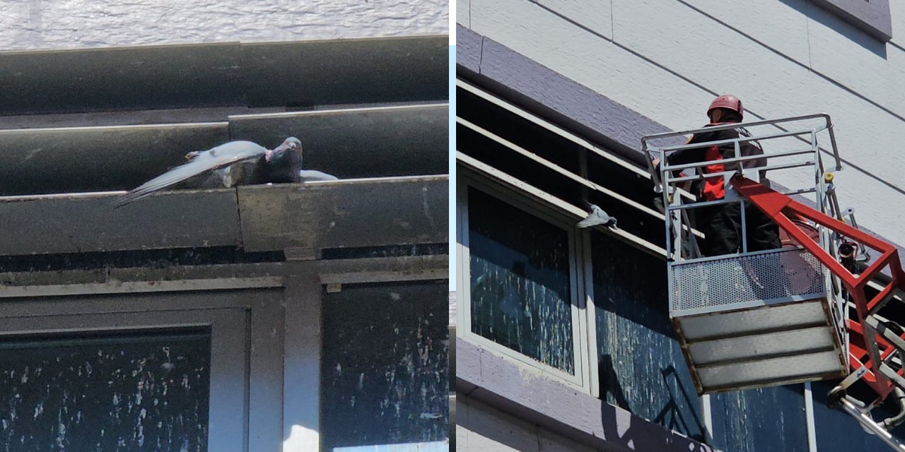 Çorum'da Hastane Penceresinde Mahsur Kalan Güvercin Kurtarılmayı Bekledi