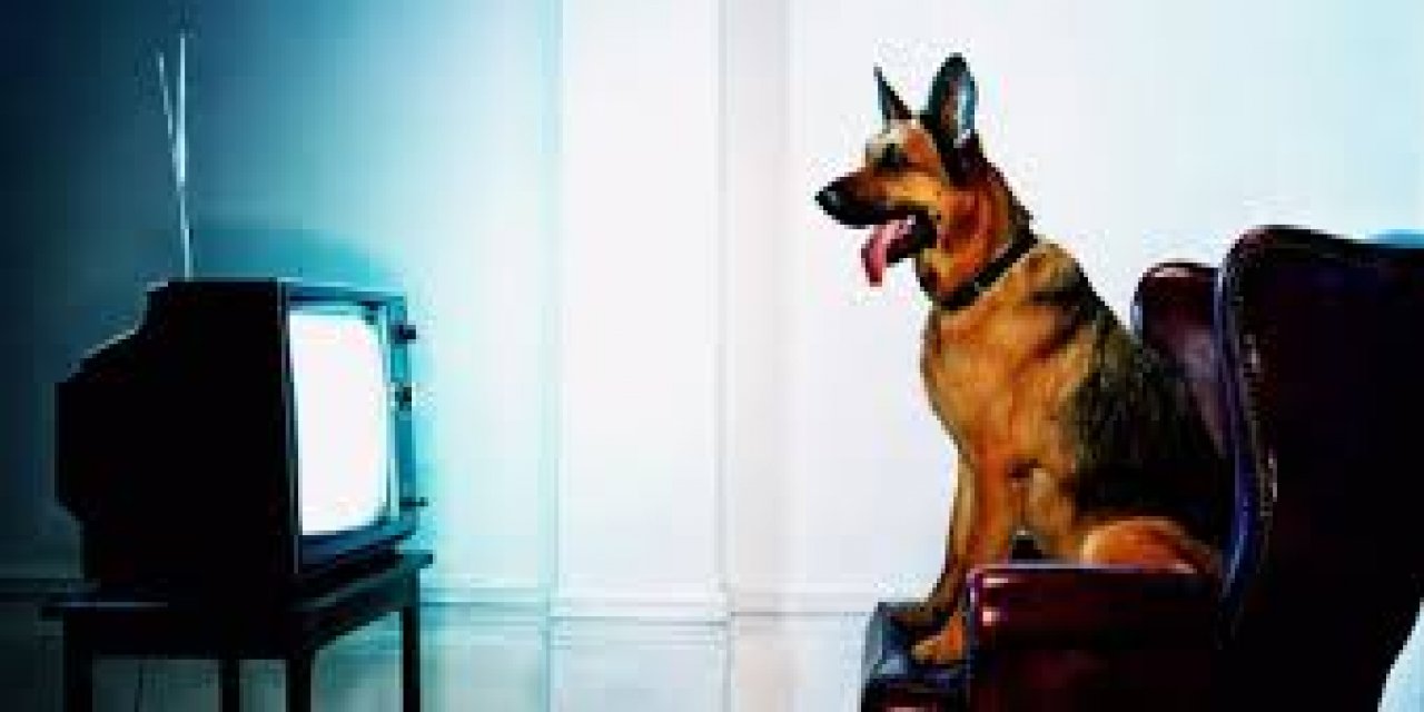 Evcil Hayvanlar Televizyon İzlerken Ne Görürler?