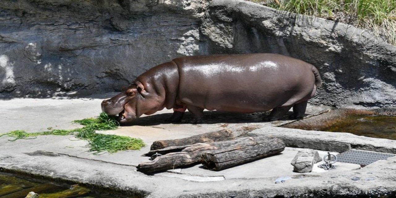 Erkek Sanılan Hipopotamının 7 Yıl Sonra Dişi Olduğu Ortaya Çıktı