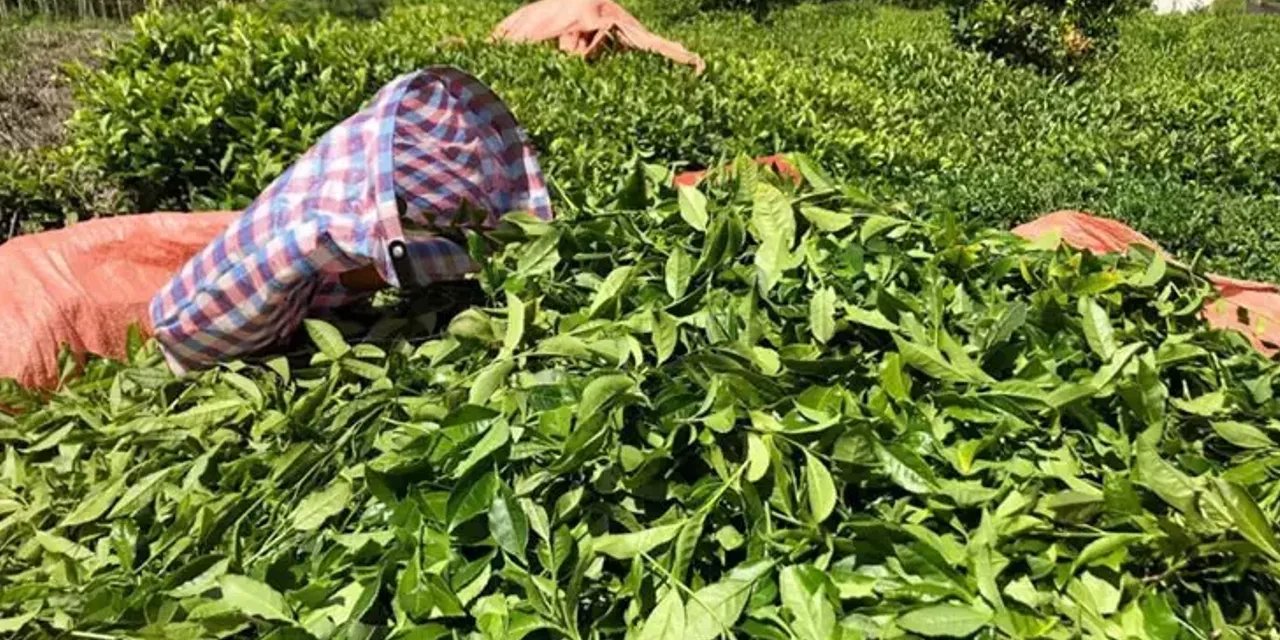 2024 yılı için hükümete çağrı: Yaş çay taban fiyatı 25 TL olmalı