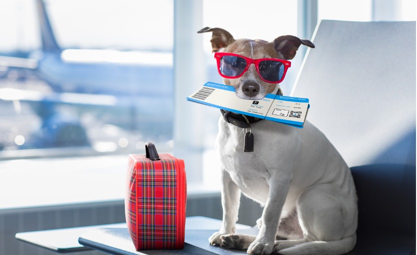 Evcil Hayvanı Olan Yolculara Özel Hizmet: Havalimanına 'Pet Lounge' Kuruluyor! Business ve Ekonomi Ayrıntısı