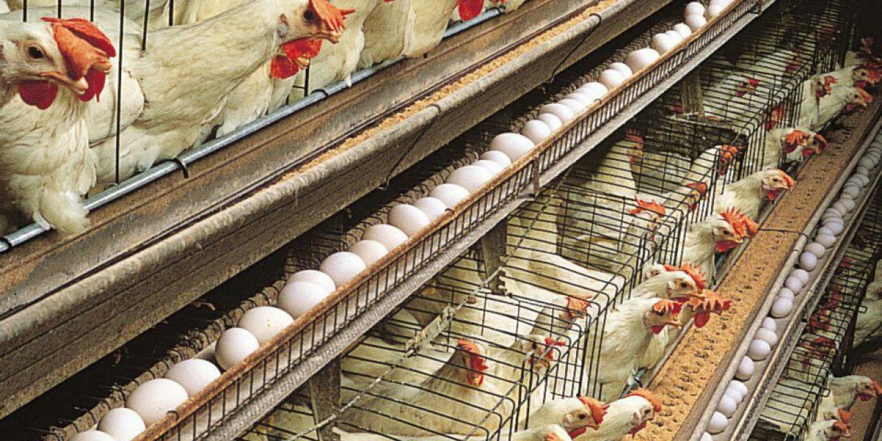 Yurt Dışına Tavuk Satışına Yasak Geliyor