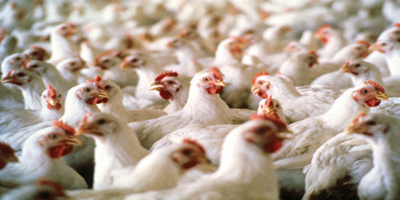 Yurt Dışına Tavuk Satışına Yasak Geliyor