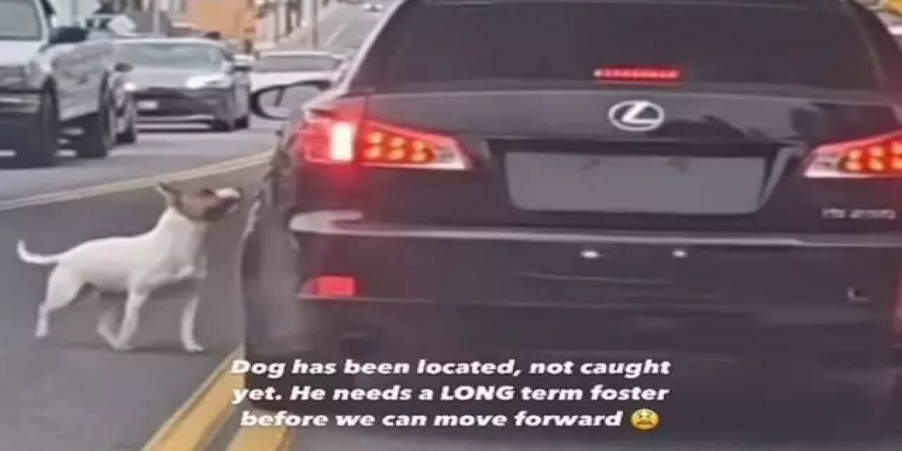 Vicdan Sorgulatan Görüntüler! Köpeğini Akan Trafikte Camdan Atıp Terketti, Çaresiz Köpek Dakikalarca Aracı Takip Etti