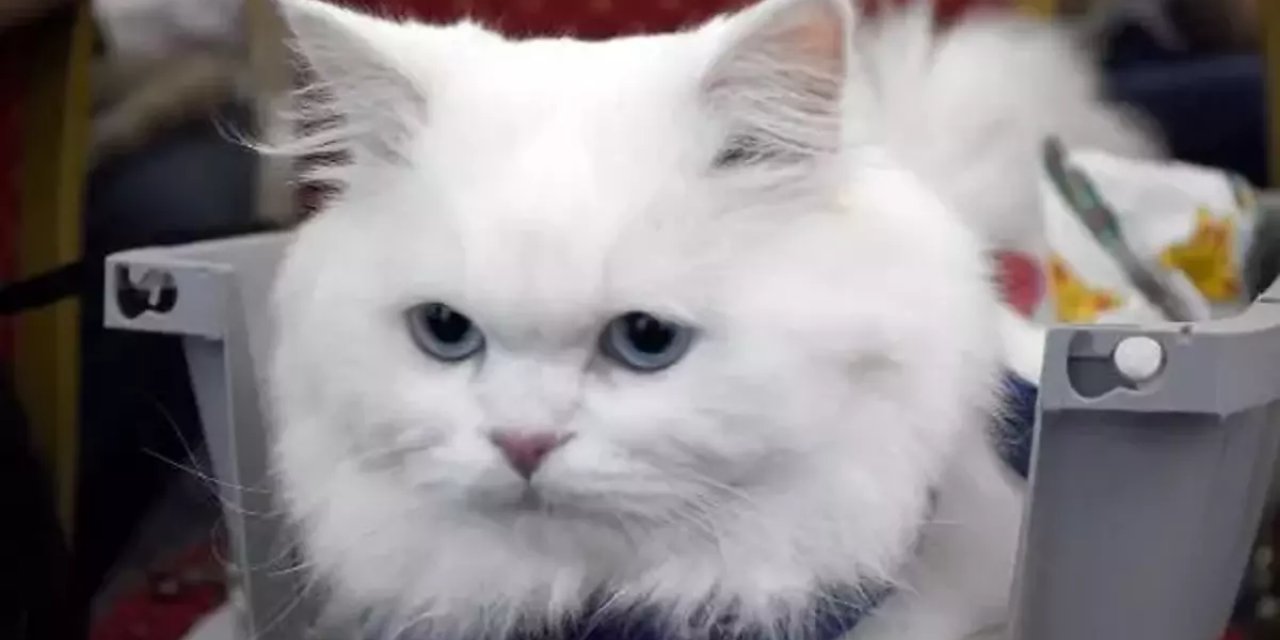 Tokat'ta Kedi Güzellik Yarışması Yapıldı