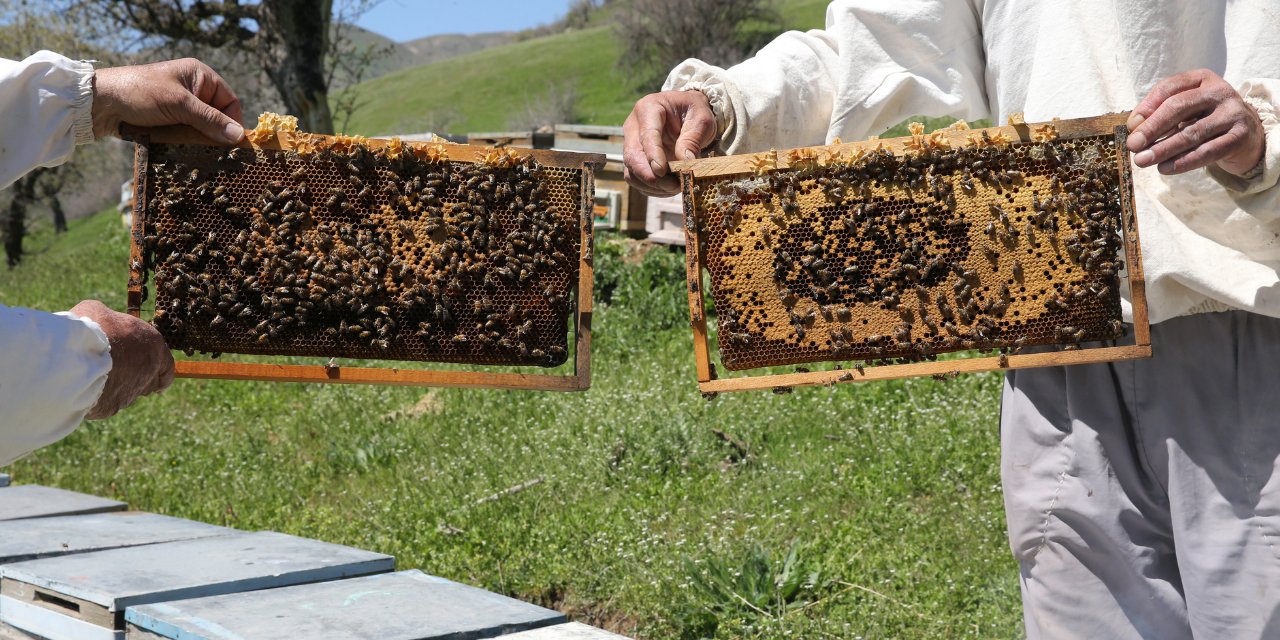 Arılar Aç Kalıyor: Toplu Ölümler Yolda!