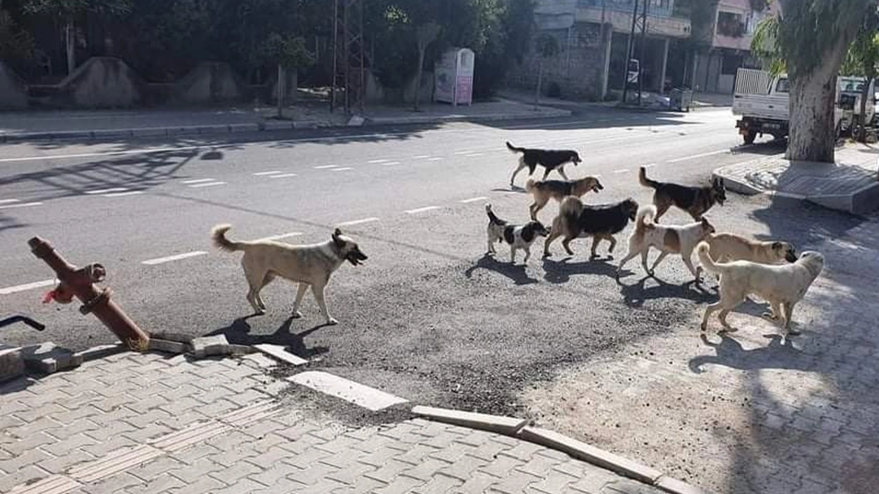 Sosyal Medyanın Konuştuğu Valilik Talimatı: Sokak Köpeklerini En Az Acı Çekecek ve Hızlı Şekilde Öldürün