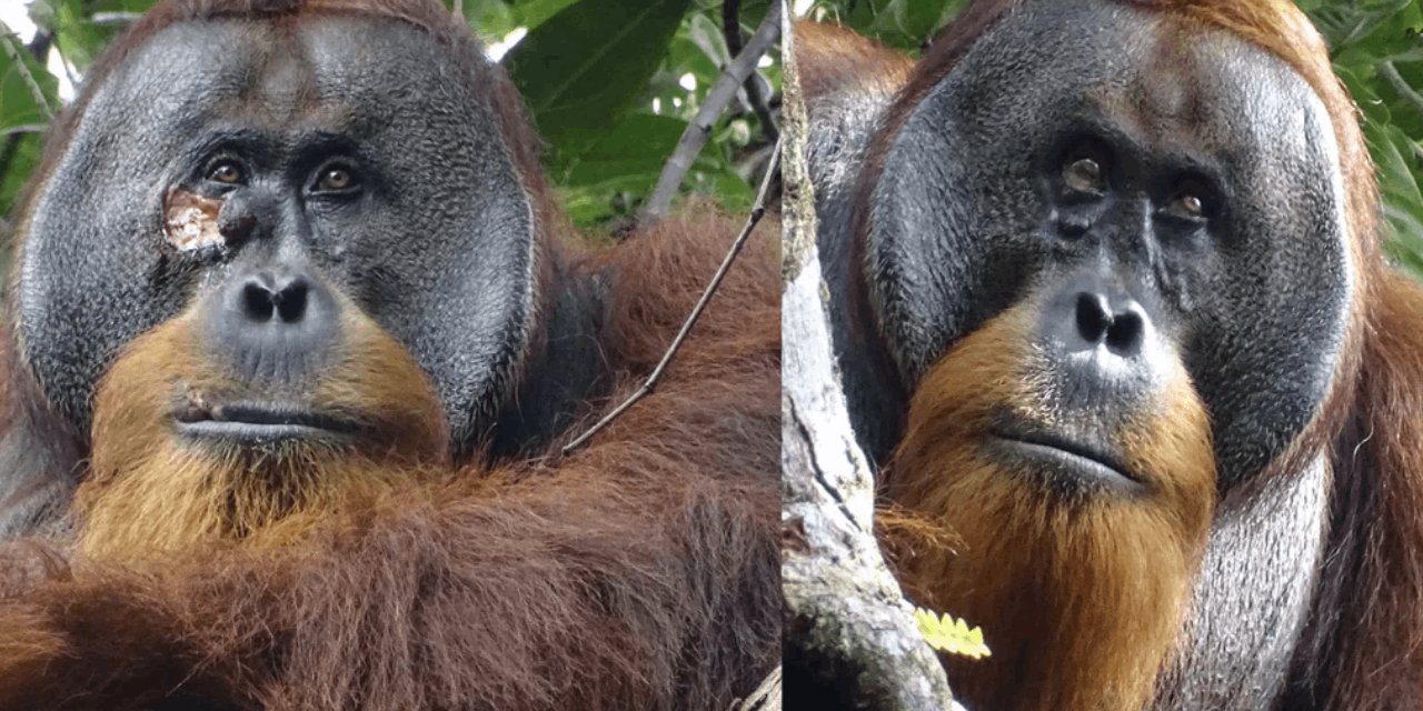 Şifayı Bitkide Buldu: Orangutan Tıbbi Bitkiyi Doğrudan Yaraya Uyguladı! Bilim İnsanları İlk Kez Kayıt Altına Aldı