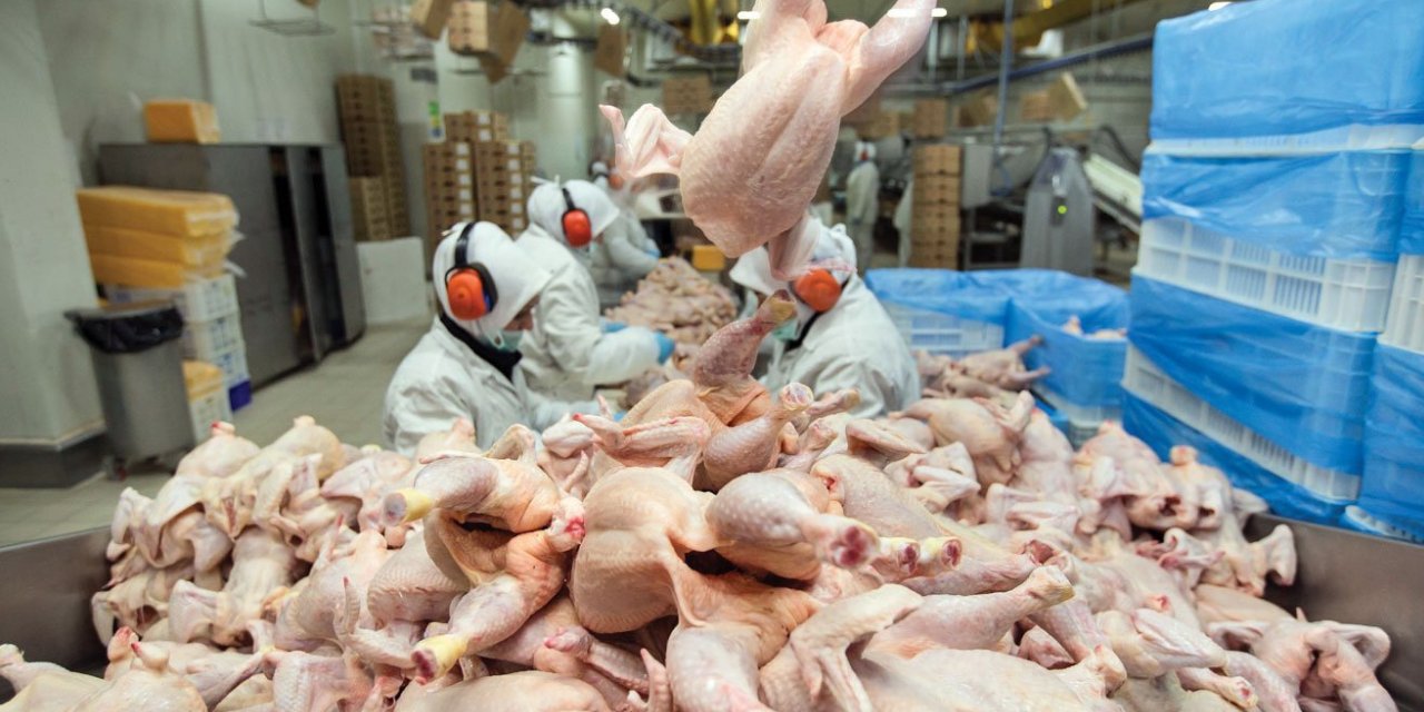 Tavuk Eti İhracatında Kriz Büyüyor! İlk Tepki CHP’den Geldi: Sektör Çöküşün Eşiğine Gelir!