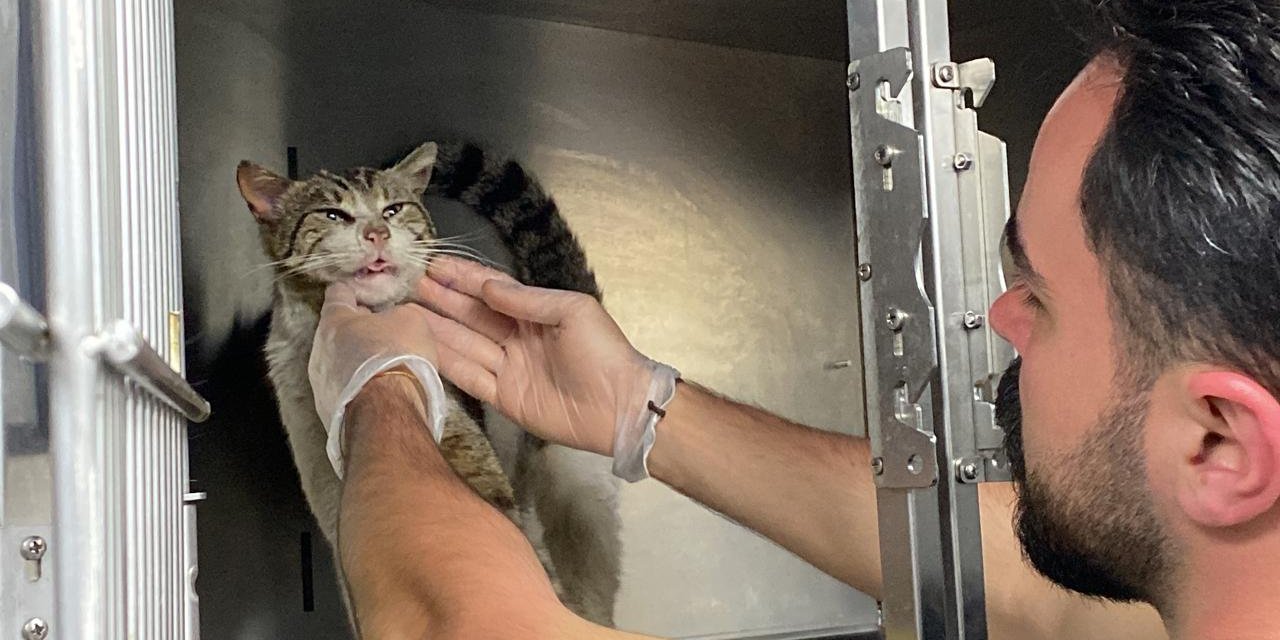 Veterinere Giden Kedinin Kulağında Çıktı