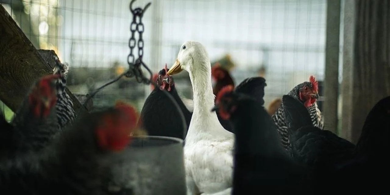Bir Süt İşçisi Kuş Gribine Nasıl Yakalandı? İnsanlarda Görülen Vakaların Ölüm Oranı Yüzde 50 Olarak Biliniyor