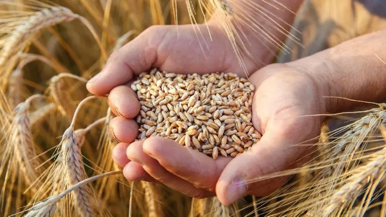 Ekmeklik buğdayda hasat dönemine sayılı günler kala fiyatlar geriledi. Peki buğday, arpa ve mısır fiyatlarında son durum ne?