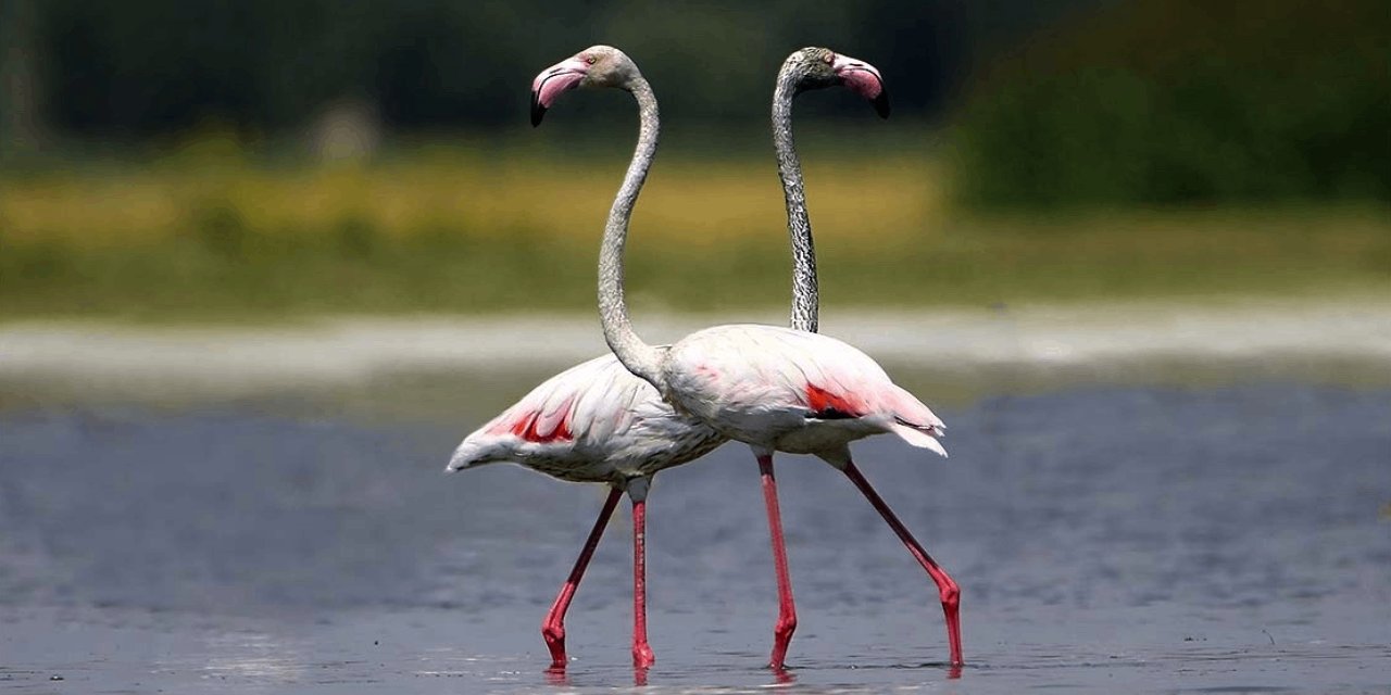 Van'da Flamingo Parkı'nın Kapatılması Tepki Çekti: Yok Olma Tehlikesiyle Karşı Karşıya