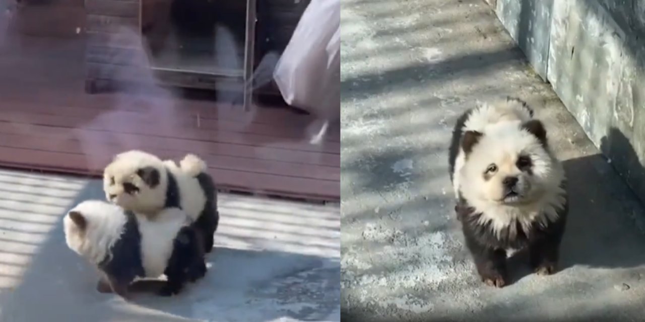 Köpekleri Siyah Beyaza Boyayıp Panda Olarak Sergilemişler
