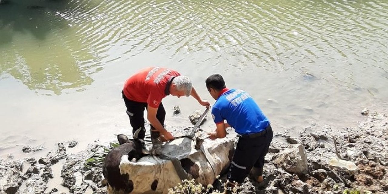 Adana'da Çamura Saplanan İneği İtfaiye Kurtardı