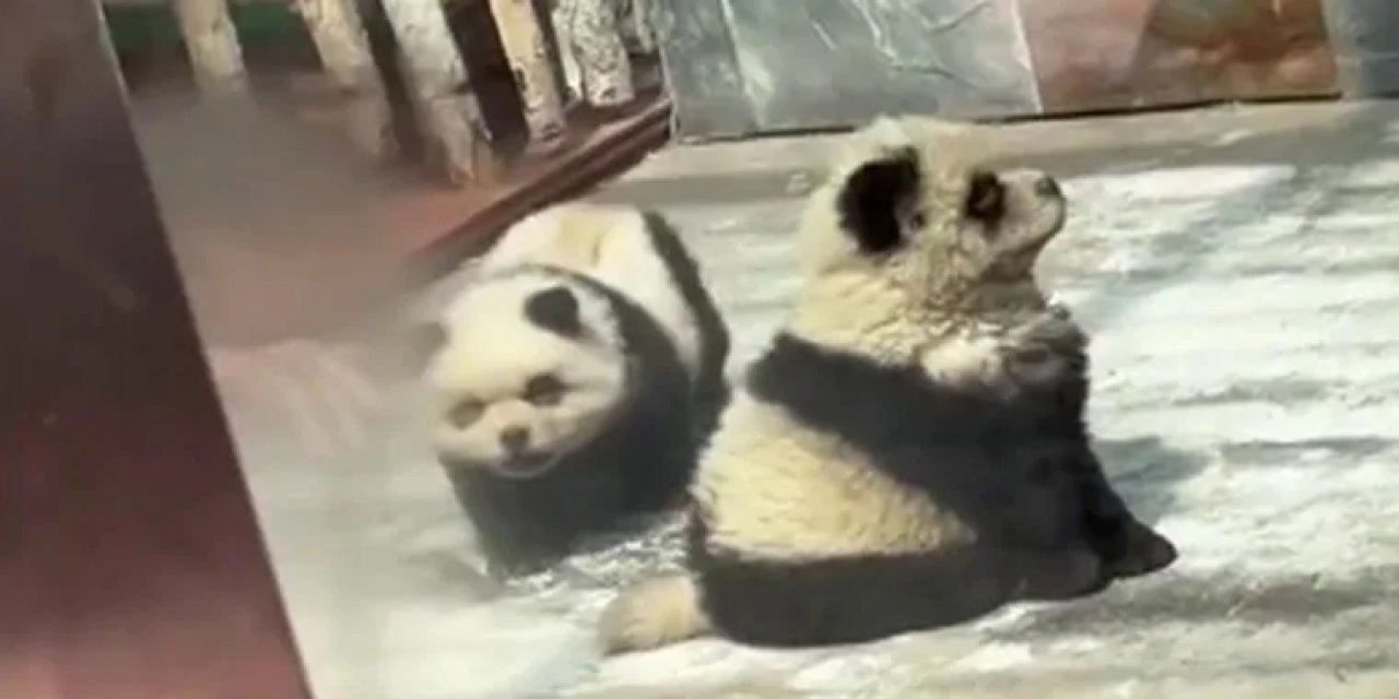 Hayvanat Bahçesinde Skandal! Panda Kalmayınca Yöntem Buldular: Tepkinin Odağı Oldular