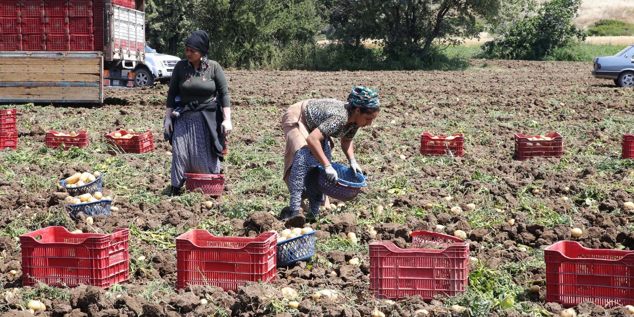 Markette Ateş Pahası, Tarlada Para Etmiyor! Şirketler Kazanırken Çiftçi Yine Mağdur