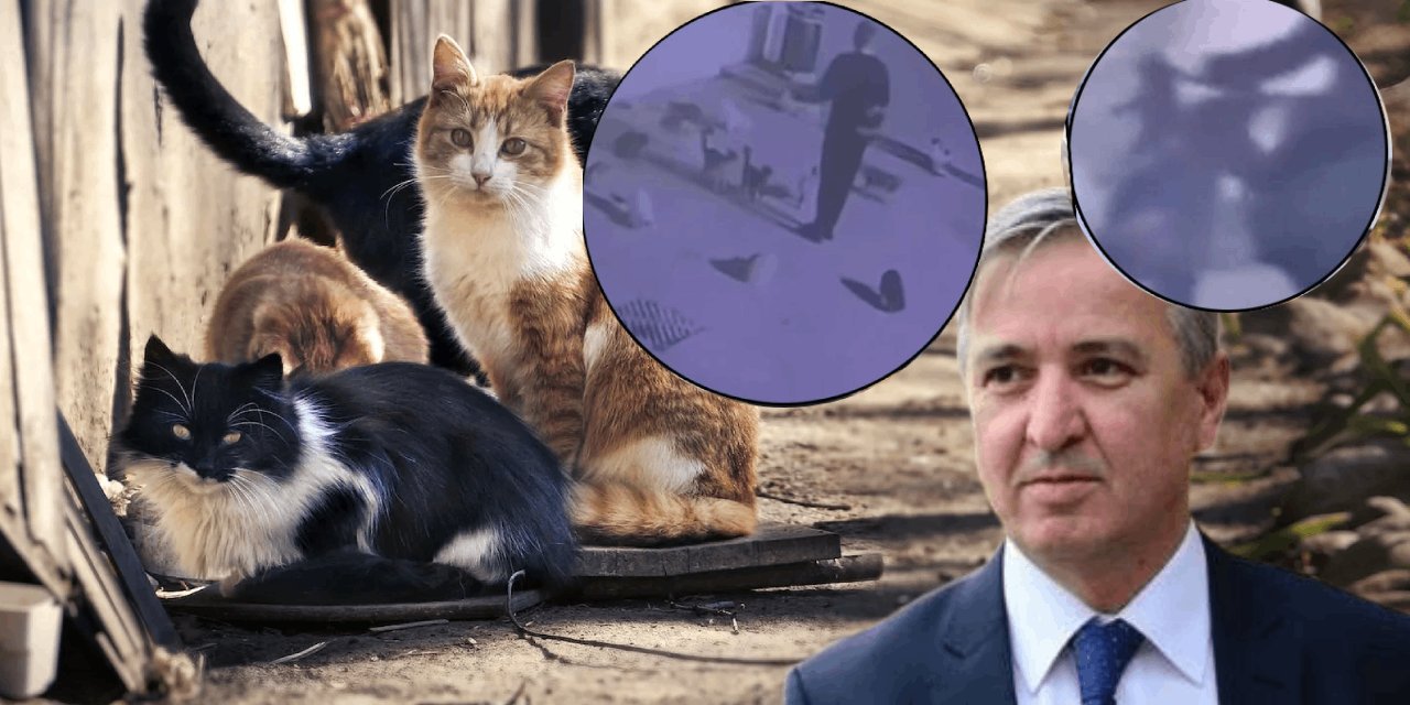 Kedi Katiline 'Hediye Gibi' Ceza: Kedileri Fatih Cami Çevresinden Toplayıp Öldürmüştü