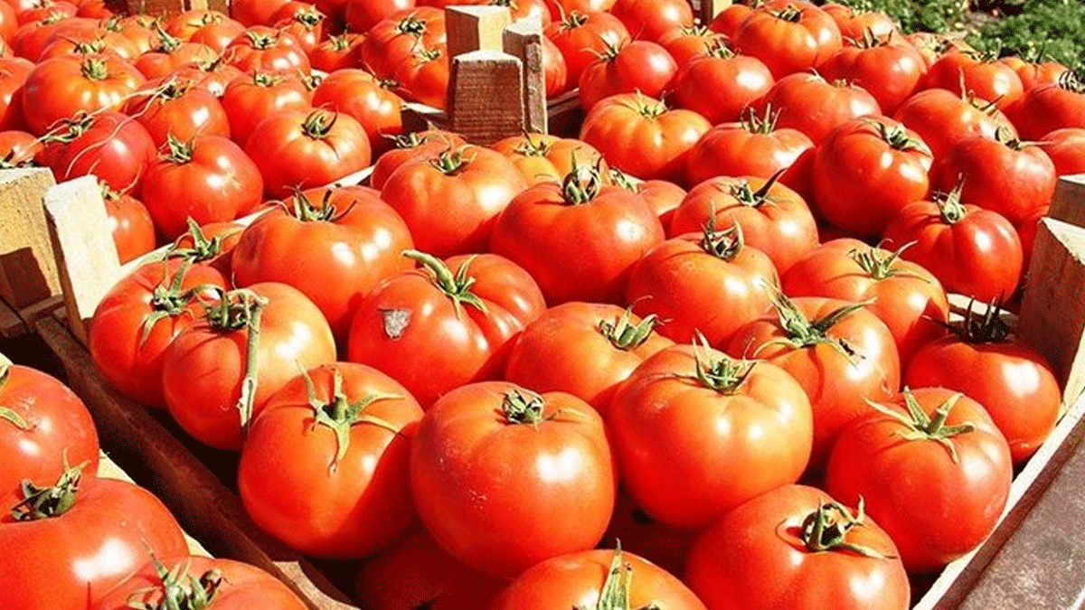 Ülkeye girişine izin vermediler! 60 ton domates Türkiye'ye geri gönderildi