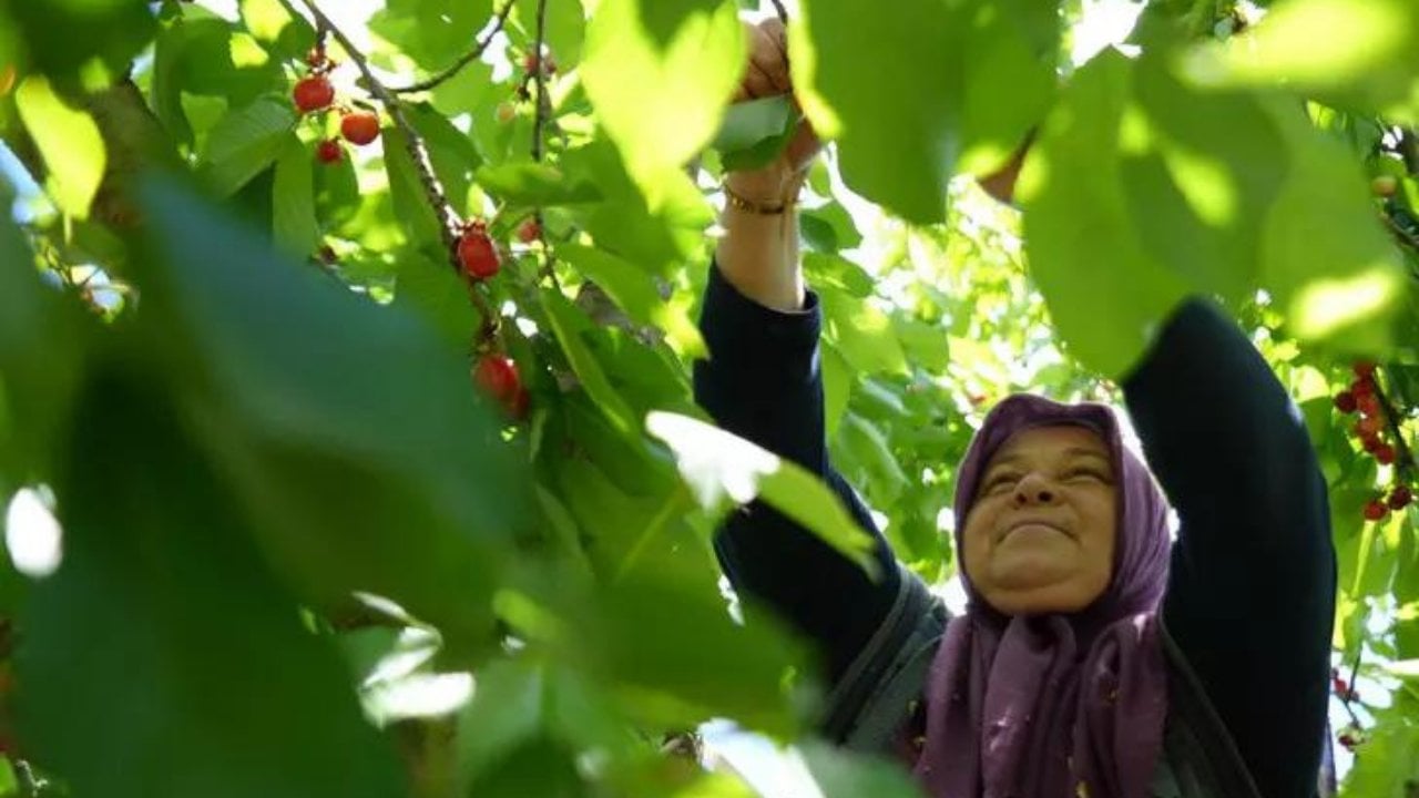 Tarlada Ucuz Markette Pahalı! Üretici 39 TL'ye Satılmasına İsyan Etti