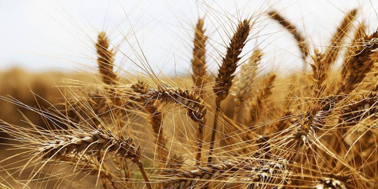 "Buğday Taban Fiyatı Açıklanmadı, Üretimde Düşüş Bekleniyor"